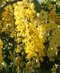 goldenshowertree